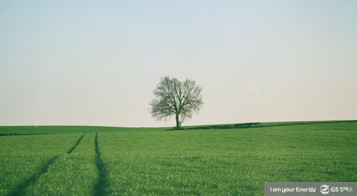 이 나무는 먼나무? 특이한 나무 이름 유래까지 쏙쏙! | life energy origin of tree names thumb