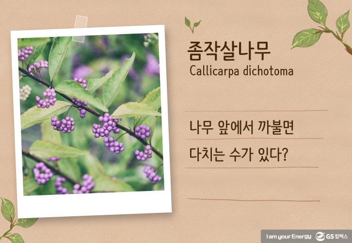 이 나무는 먼나무? 특이한 나무 이름 유래까지 쏙쏙! | life energy origin of tree names tree03