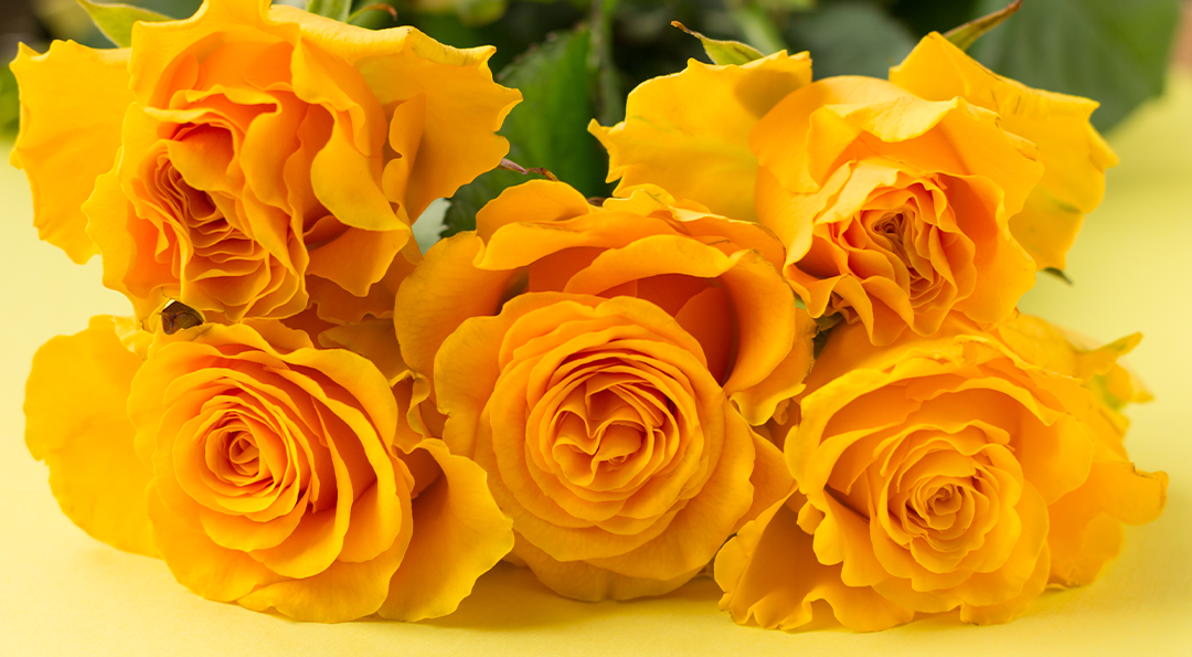 [생활 속 에너지] 로즈데이 장미 색깔 별 꽃말 | GSC MH the languaage of flowers rose color 20190514 04 1