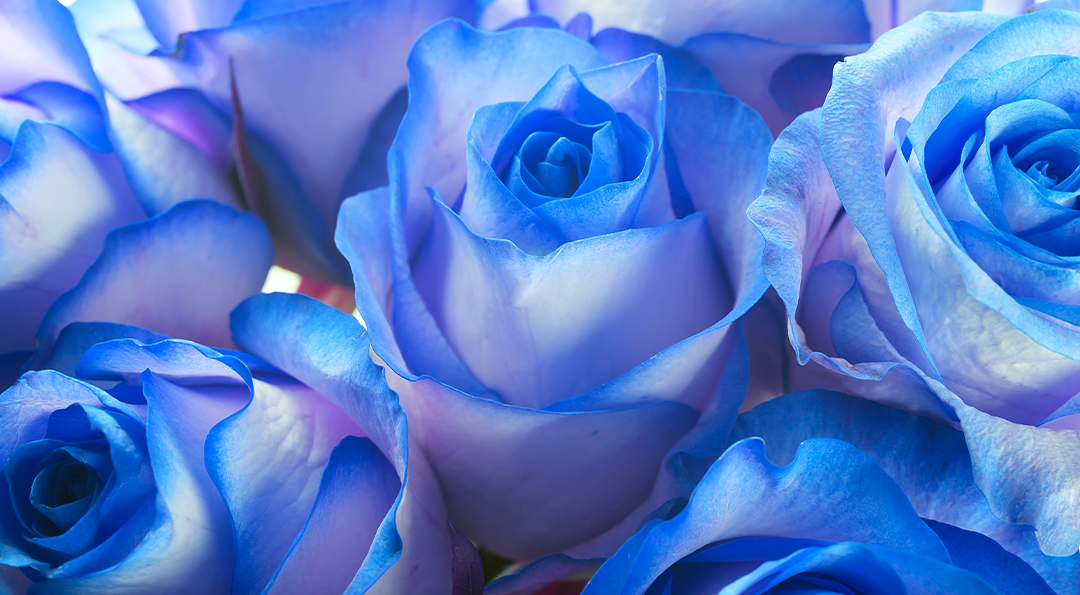 [생활 속 에너지] 로즈데이 장미 색깔 별 꽃말 | GSC MH the languaage of flowers rose color 20190514 05 1