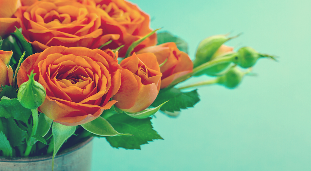 [생활 속 에너지] 로즈데이 장미 색깔 별 꽃말 | GSC MH the languaage of flowers rose color 20190514 06 1