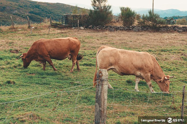 육식을 줄이면 기후위기 극복에 얼마나 도움이 될까 | magazine meat and climate change 04