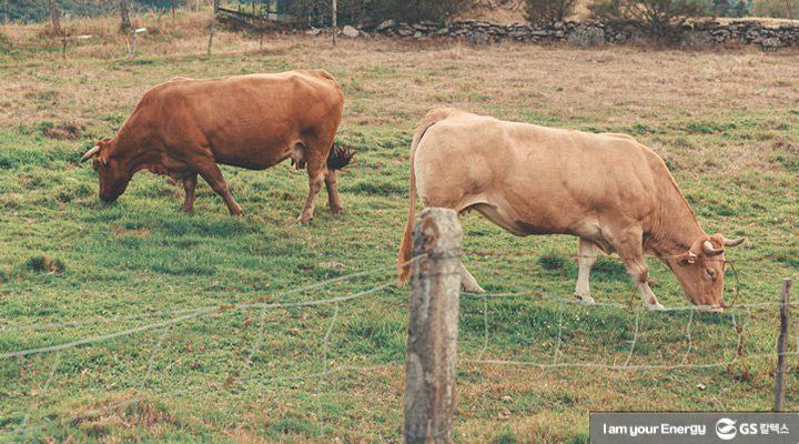 육식을 줄이면 기후위기 극복에 얼마나 도움이 될까 | magazine meat and climate change thumb 1